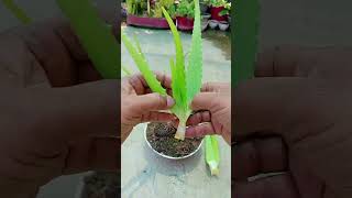 The right way of aloevera plantslover propogation shortsfeed plantshorts viral [upl. by Jacquenetta66]