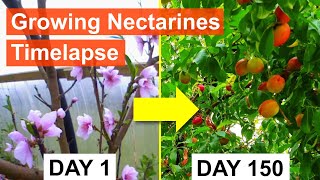 Growing Nectarines 155day Timelapse Flowering to Ripe Fruit [upl. by Milak]