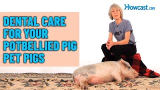 Dental Care for Your Potbellied Pig  Pet Pigs [upl. by Nicholl194]