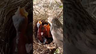 Four babies of common babbler bird P 3 shorts [upl. by Rhody]