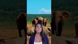 Unlocking Elephant Memory Nature’s Genius [upl. by Fallon]