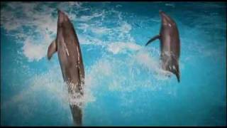 Trailer De Droomwens Dolfinarium Harderwijk  Dolfinariumwebnl [upl. by Anirod]