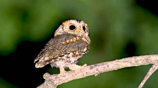 15 Owl Flammulated Female bark nestling begging snore [upl. by Awuhsoj]