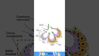 Glandula salival Histologia biology dental  glandula odontolovers [upl. by Natanoy]