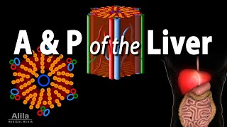 Anatomy and Physiology of the Liver Animation [upl. by Anelaj]