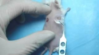 Creation of murine excisional wound splinting model and transplantation of stem cells [upl. by Elnora]