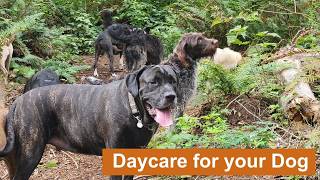 Daycare for your dog 🎥🌲🐶🐕🐩 Keep your dog busy while you are away or entertained while you cuddle🎥🌲🐶 [upl. by Delorenzo109]