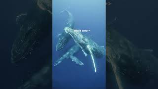 Le chant des baleines marine whale biology ocean [upl. by Josias]