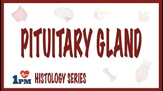 Pituitary Gland Histology [upl. by Adriel311]