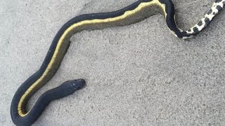 Venomous sea snake washes ashore [upl. by Rajiv]