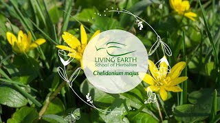 Medicinal Properties of Celandine Herb Chelidonium majus Michael Vertolli [upl. by Ellehsat]