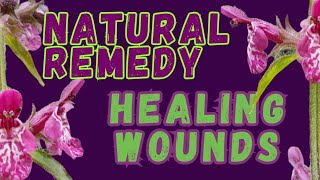 Natural remedy  hedge woundwort  wound healing  first aid This plant stops bleeding [upl. by Armallas]