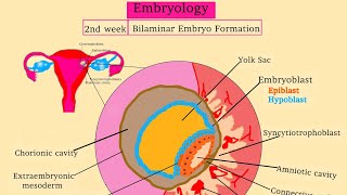 Embryology 2 Bilaminar Embryo Formation  Uurka iyo todobaadka 2aad isbadalada dhacaya [upl. by Ahsaf808]