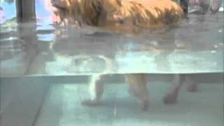 The underwater treadmill after cruciate ligament repair [upl. by Shull]