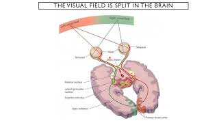 Introduction to Neuroscience 2 Lecture 3 Vision [upl. by Richardo866]