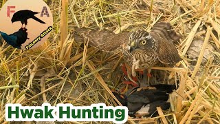 Sparrowhawk Hunting Birds  shikar he shikar  Falconry Attack [upl. by Relyks937]