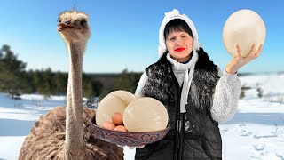 Exotic Gourmet Delicacy in Ukrainian Village Girl Cooking Omelettes Out of Huge Ostrich Eggs [upl. by Bocoj]