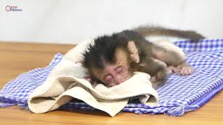 Breastfeeding newborn Lovely baby newborn monkey [upl. by Manya]