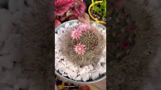 Mammillaria Bocasana Roseiflora [upl. by Zumstein411]