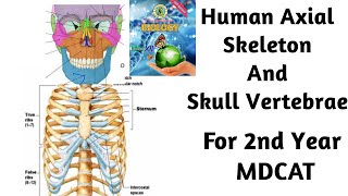 Human Axial Skeleton l Skull l Vertebrae l thoracic cage lSternum lSindh text braod l 2nd yearMdcat [upl. by Kayne]