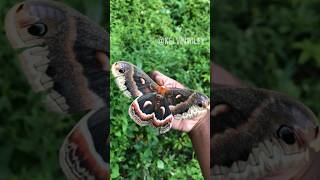 Cecropia Moth Handling [upl. by Pillihp405]