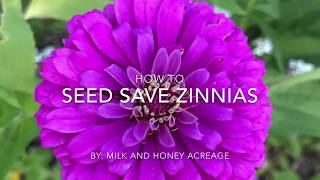 How to Save Zinnia Seeds [upl. by Carmela]