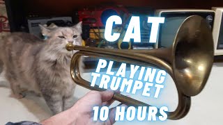 Cat Playing Trumpet 10 Hours [upl. by Rollet623]