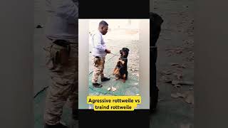 Agressive rottweile vs traind rottweile session 244 shorts [upl. by Davenport]