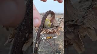 The secret nap spot birds don’t want you to know about 🌻😴 shorts shortsvideo [upl. by Anirb]