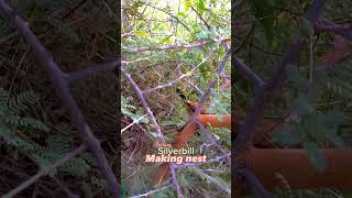 Indian Silverbill Nest Building  A Fascinating Avian Architect [upl. by Ahsahs]