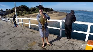 HUGE SQUID Jetty Fishing [upl. by Refinneg]