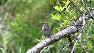 Bachmans Sparrow [upl. by Dragelin]