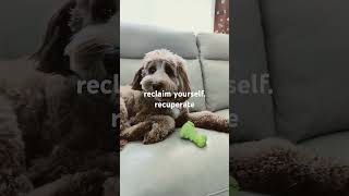 Reclaim Recuperate selfcare burnout puppy cuteanimal rap [upl. by Adnesor301]