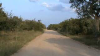 H5 Road in Southern Kruger National Park Near Crocodile Bridge [upl. by Wirth]