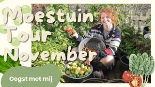 Moestuin TOUR November  Laatste oogst verzamelen tomaten bonen pepers en paprika [upl. by Frida]