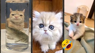 Funny Pets 🐱 trending 😹 FunnyCats 1941 [upl. by Lodi]