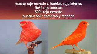 Emparejamiento canarios factor rojo [upl. by Amaerd]