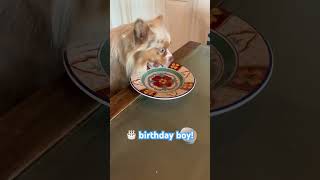 Puffer lil dog birthday🥳 [upl. by Gievlos]