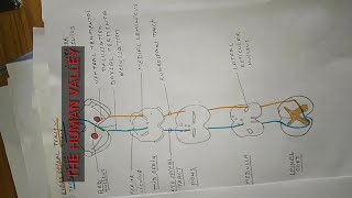 TRACTS OF SPINAL CORD SHORTS [upl. by Gates136]