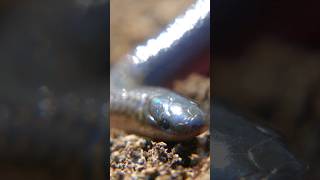 The Worm Snake The Cutest Smol Snek snake animal wildlife [upl. by Reffinej614]