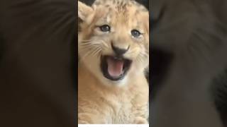 Parrot and lion funny shorts 😂🦜🌺lion catvideos parrot animallover comedyvideos [upl. by Imoen50]