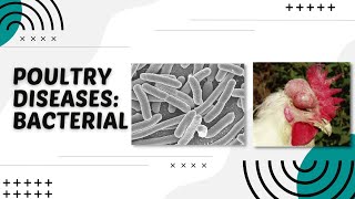 POULTRY 1  Poultry Diseases Bacterial  Module 222 Student Output [upl. by Arette116]