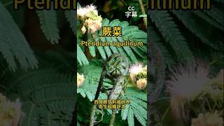 蕨菜 它隐藏了什么暗物质pteridium aquilinum edible？ [upl. by Nolyad835]