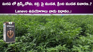 Dhanuka Lanevo Insecticide Lanevo Dhanuka New Insecticide  Lanevo Insecticide Telugu  Lanevo [upl. by Queenie995]