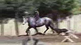 Riding Niramy percheronX mare [upl. by Inajna]