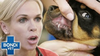 Puppies Poisoned By Deadly Toad  Bondi Vet Clips  Bondi Vet [upl. by Ettenil]