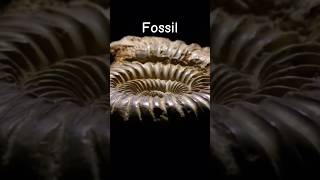 🐚 What is a Fossil Where do Fossils come from Where are Fossils found fossil fossils geology [upl. by Lesslie]