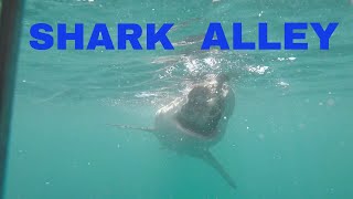 GoPro Cage Diving in Gansbaai South Africa Shark Alley [upl. by Araeit]