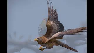 Birding in Zululand Mtunzini with Junior Gabela [upl. by Shugart]