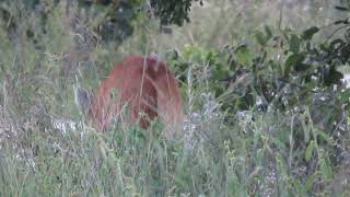 Wild Maned Wolf tried hunting a guinea pig marked her territory and walked away [upl. by Francesca]